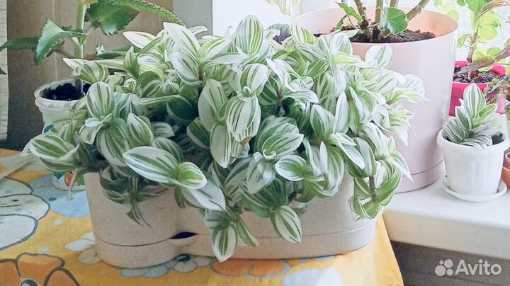 Традесканция цветок комнатный