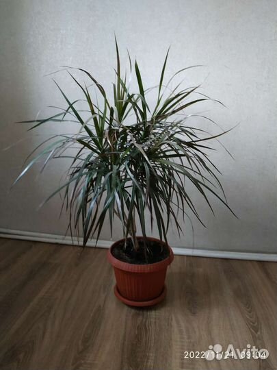 Пальма драцена