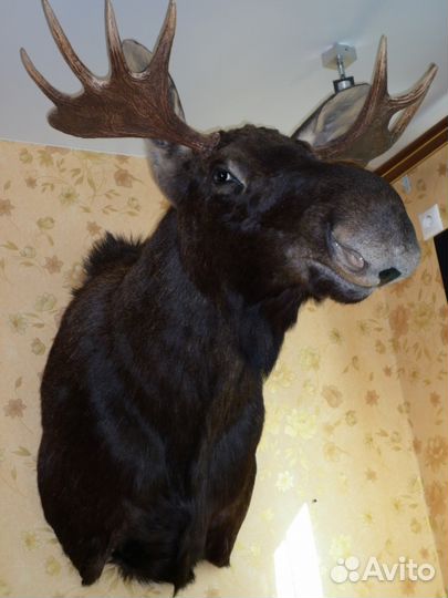 Таксидермия-изготовление чучел животных