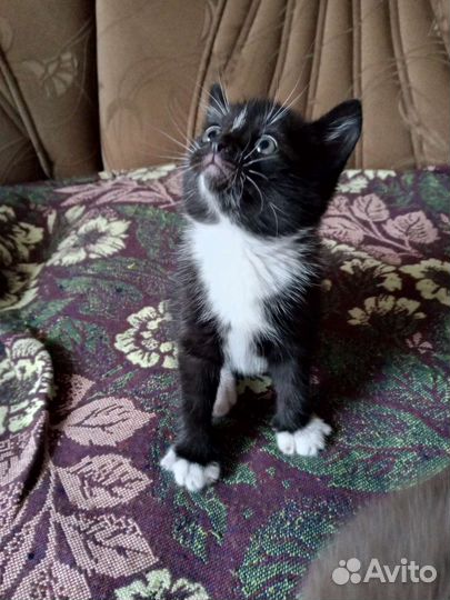 Котята
