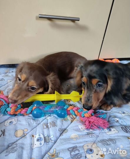 Длинношерстная миниатюрная такса