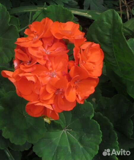 Пеларгония