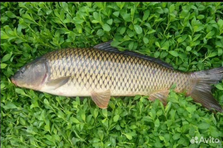 Рыба свежемороженая.Судак,сазан,щука,карась,сом