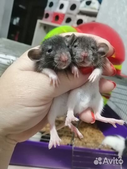 Крыса крысята дамбо