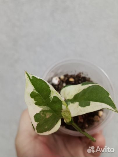 Сциндапсус Н джой