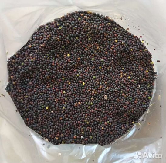 Семена Фацелии и Рапса