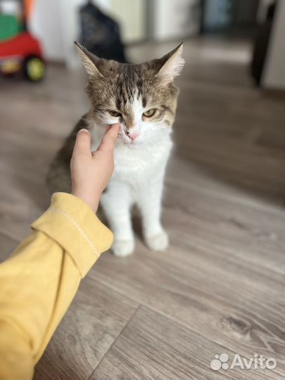 Коты в добрые руки