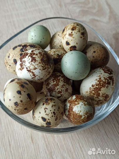 Домашние куриные и перепелиные яйца