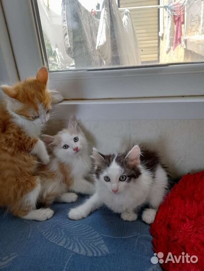 Котята