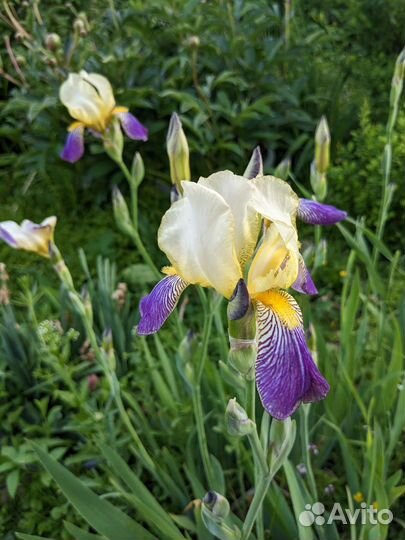 Ирисы