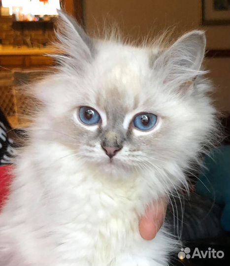 Невские маскарадные котята