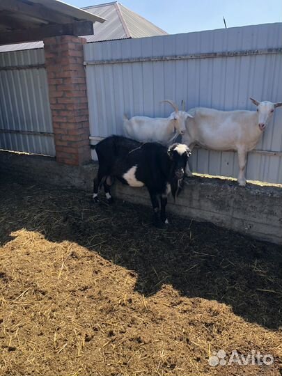 Продается казел на племя торг