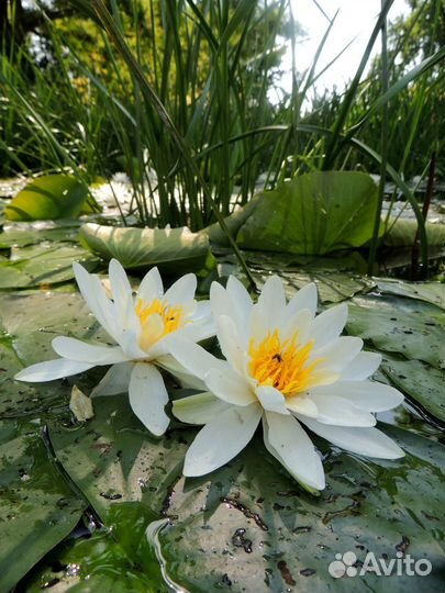 Нимфеи для пруда