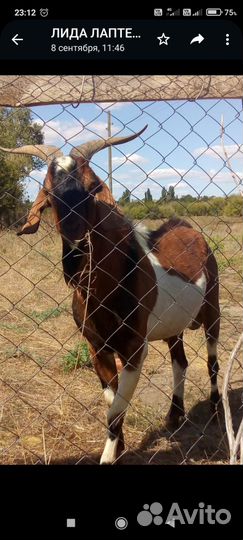 Нубийский козел