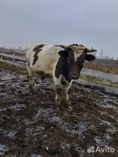 Быки на мясо