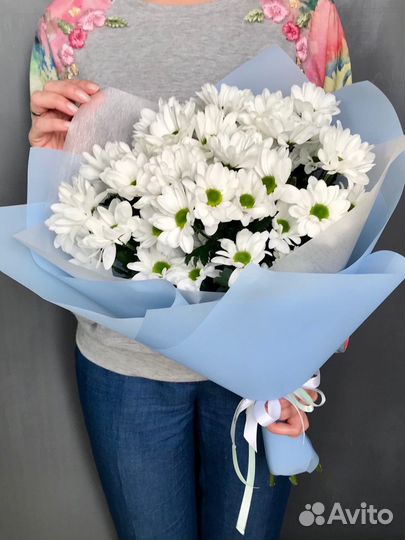 Хризантема Ромашковая