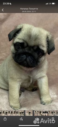 Щенки мопса