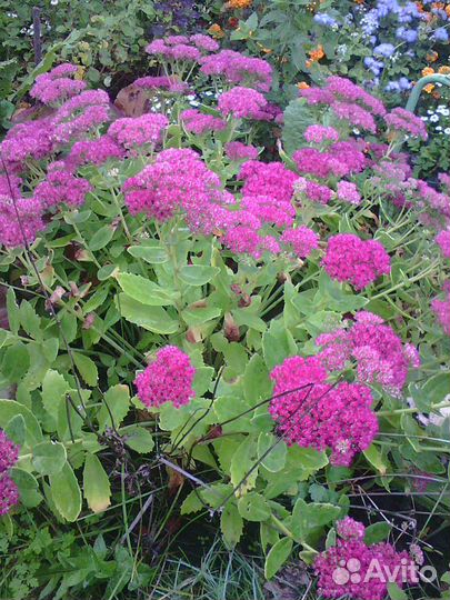 Золотые шары и другие садовые цветы