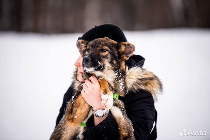 Чудо собака ждет своего человека