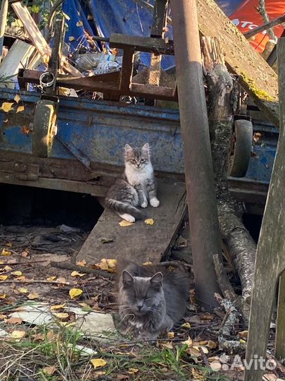 Красивые котята