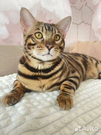 Бенгальский кот вязка