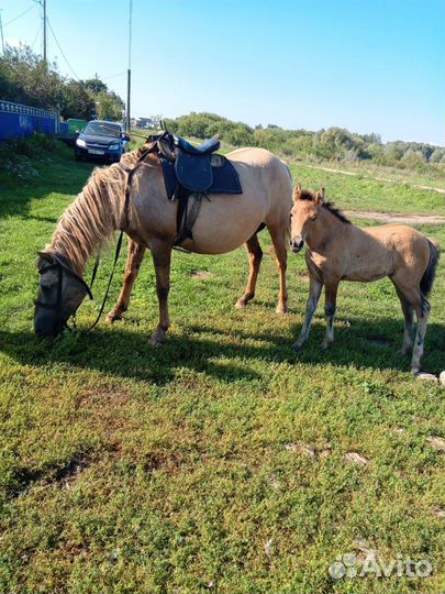 Продам кобылу