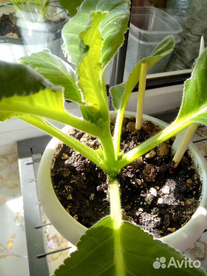 Глоксиния брокада