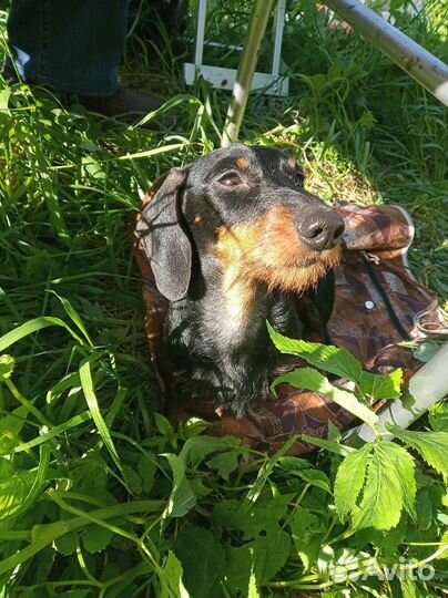 Такса кролик для вязки