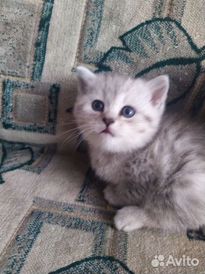 Британская