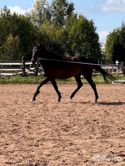 Продаются лошади