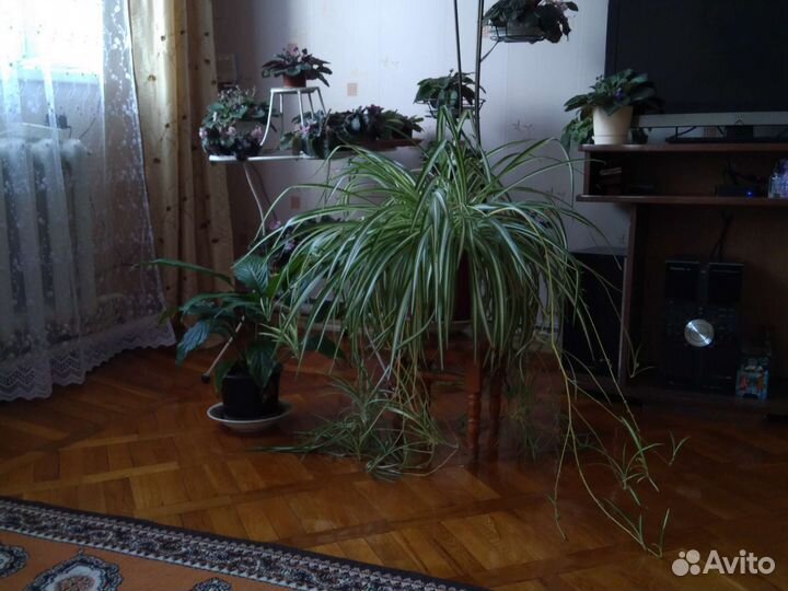 Хлорофитум