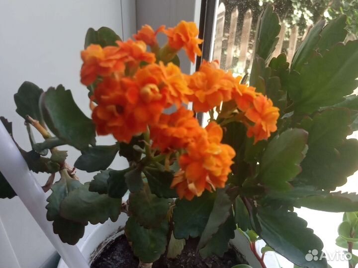 Каланхоэ махровый оранжевый