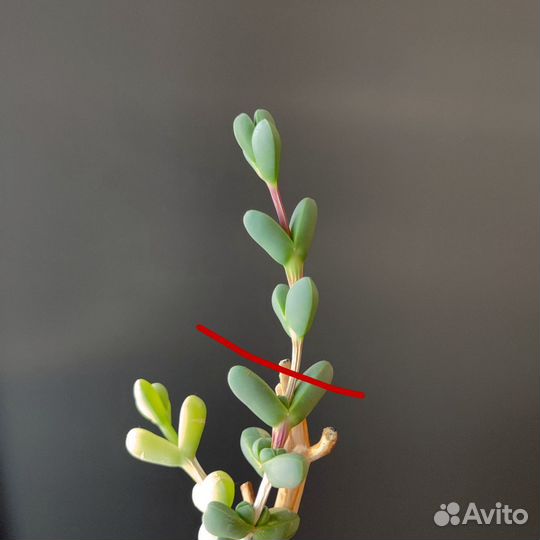 Корпускулярия Лемана. Черенок