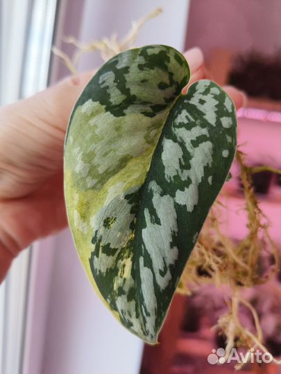 Сциндапсус Maharlika