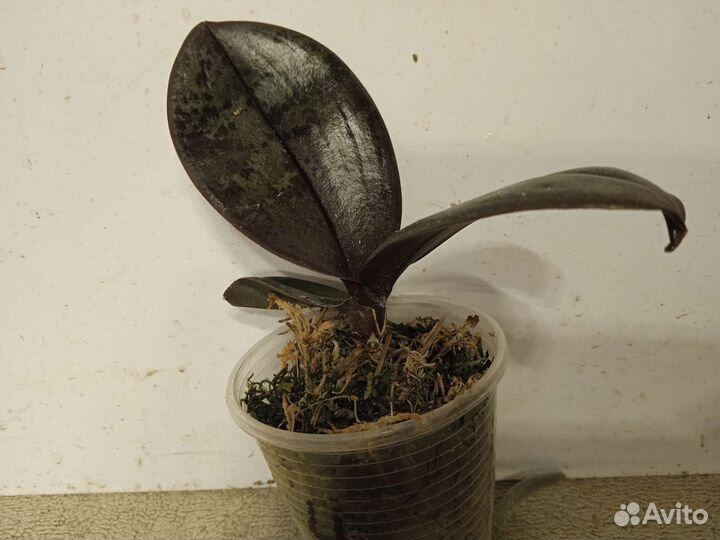 Орхидея фаленопсис сеянцы Allura Jambalaya