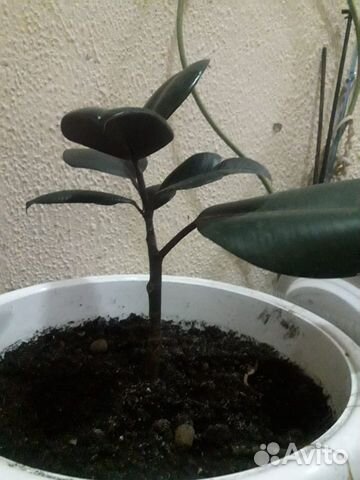 Фикус Робуста