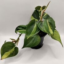 Филодендрон сканденс бразил