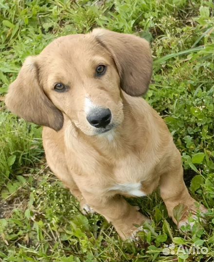 Таксёныш 2 месяца