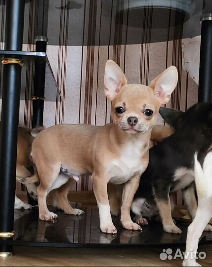 Чишки девчонки и мальчишки