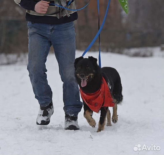 Микки хочет домой