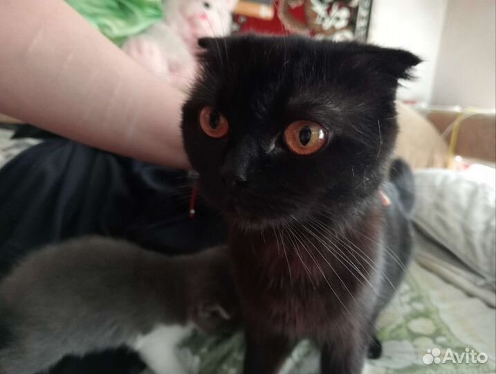 Кошки