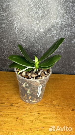 Орхидея фаленопсис Неон Меджик