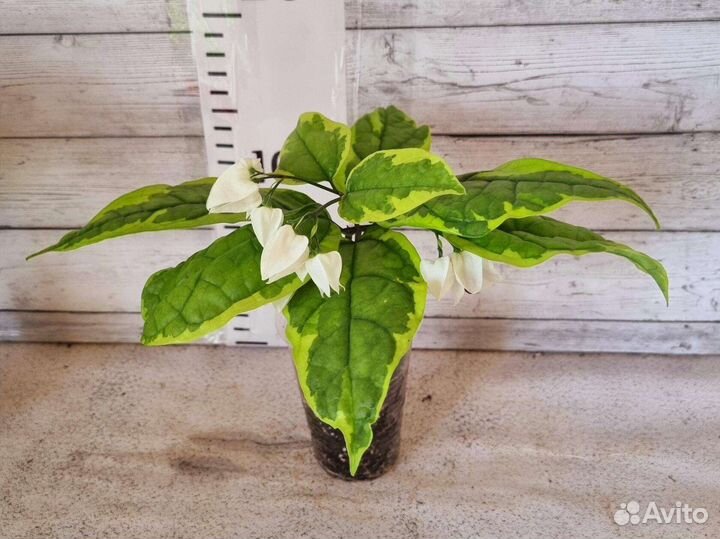 Клеродендрум вариегатный