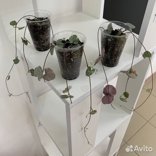 Церопегия Вуди Вариегата/Ceropegia Woodii variegat