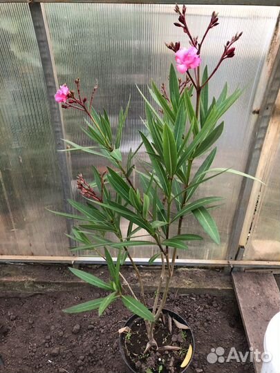 Олеандр розовый махровый 5 лет возраст