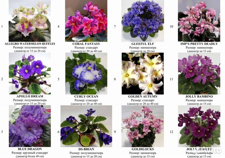 Детки сортовых фиалок