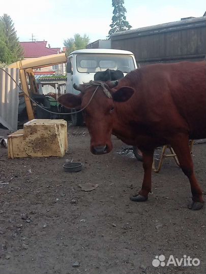 Коровы, козы, поросята