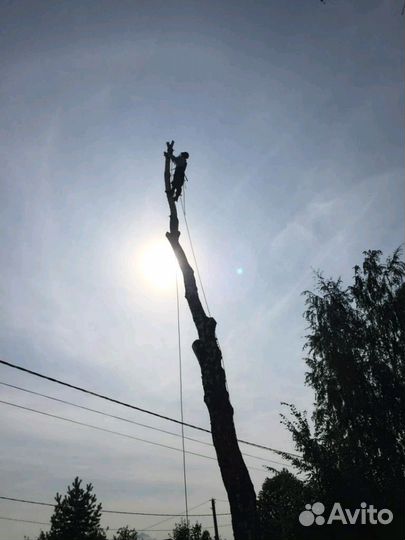 Удаление и спил деревьев