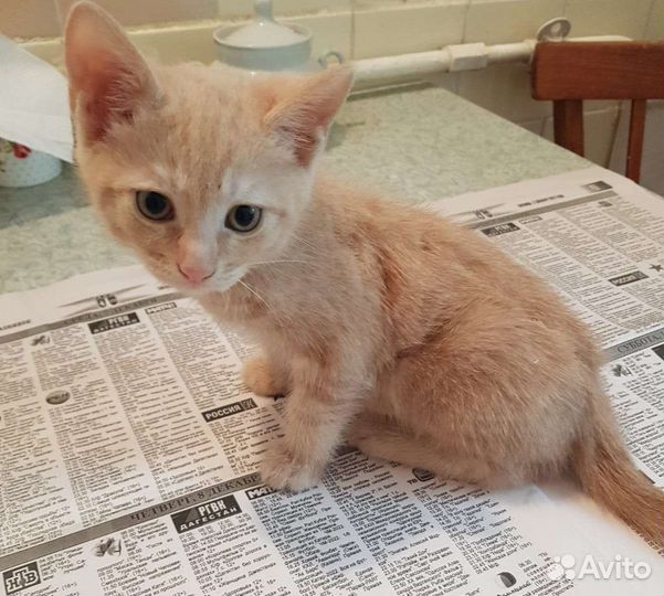 Котятки в добрые руки