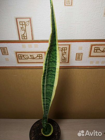Сансевиерии 2